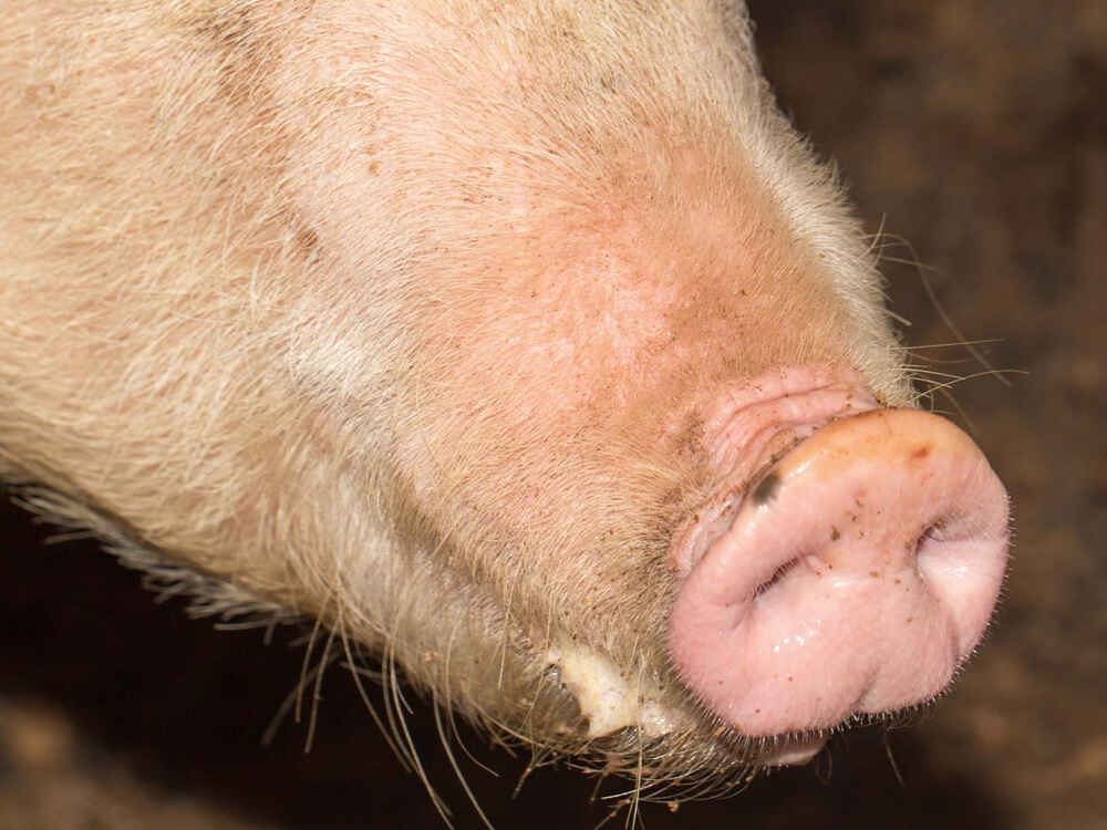 CELL TOP - schützt Schweine vor oxidativem Stress bei Hitze