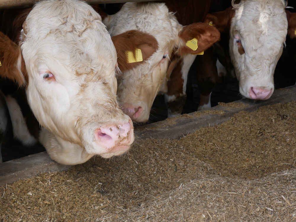 Dem Schimmel keine Chance – Gesundes Futter für gesunde Bullen