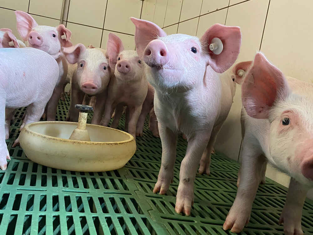 Natupig Safety-Linie – Der Weg zum antibiotikafreien Absetzen