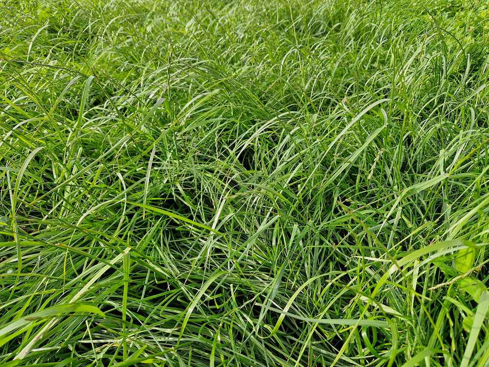 Grünlandnachsaaten im Spätsommer sichern die Grundfutterleistung