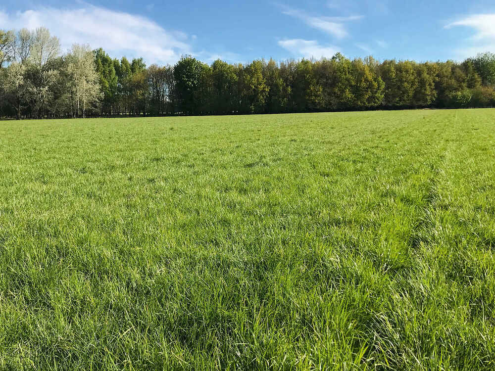 GREENSTAR STRUKTUR - Sanftblättriger Rohrschwingel: das Multitalent unter den Futtergräsern