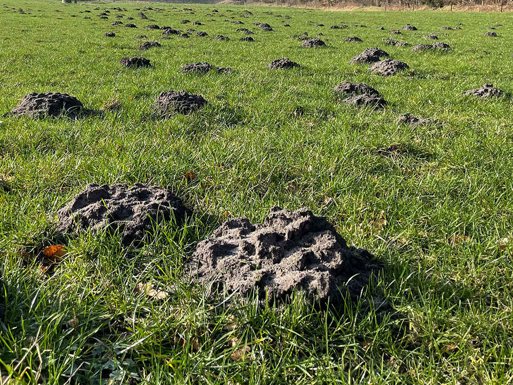 Grünlandpflege im Frühling 2024