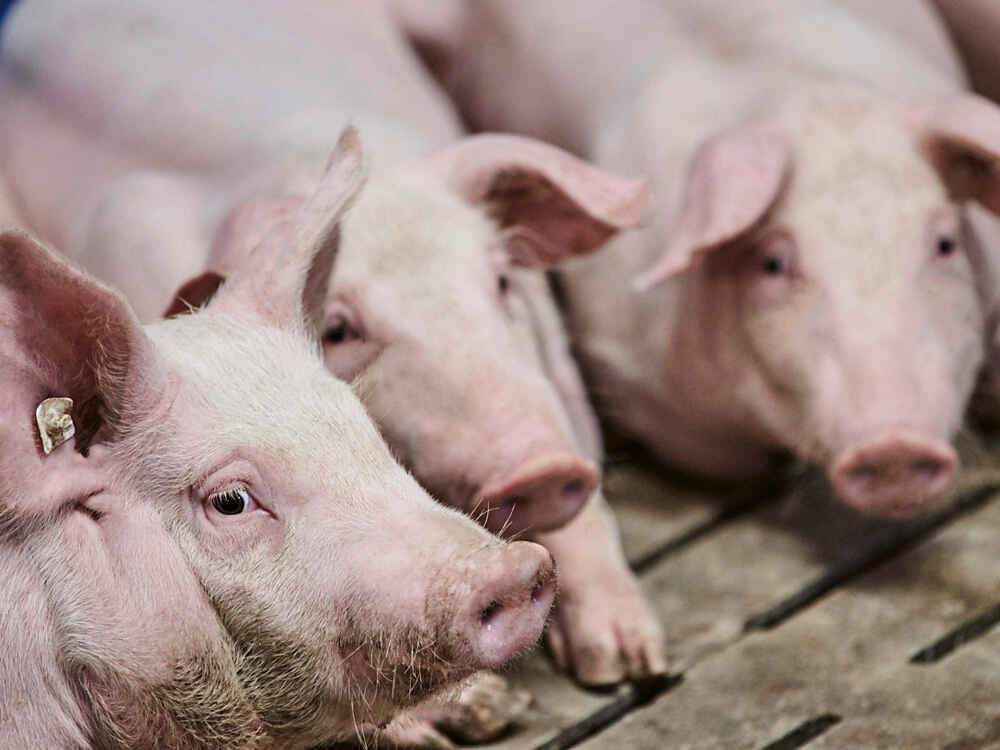 Salmonellen im Bestand erfolgreich reduzieren