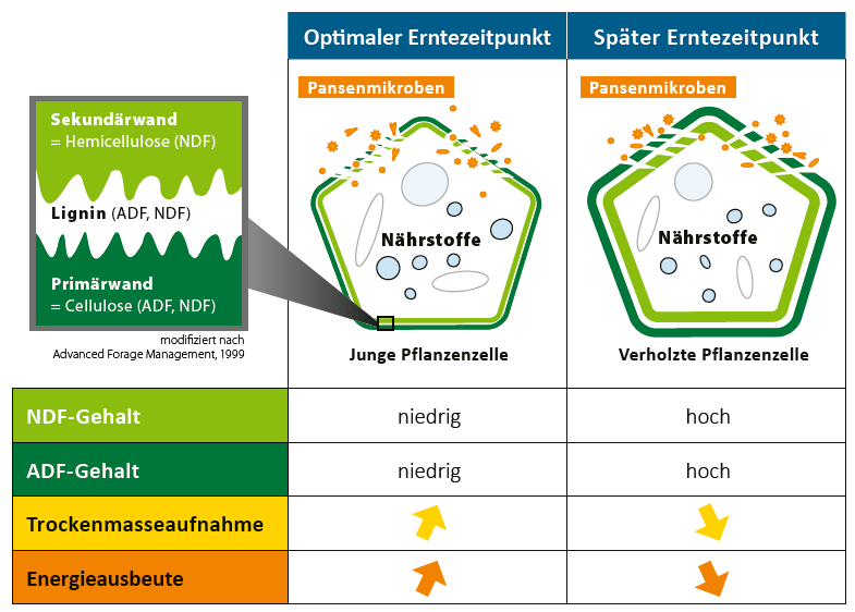 Grafik zum Einfluss des Erntezeitpunkts auf die Passagerate im Pansen