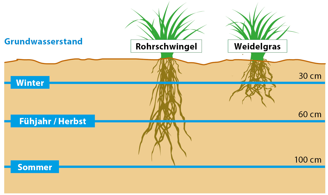 Wurzelbildung im Vergleich