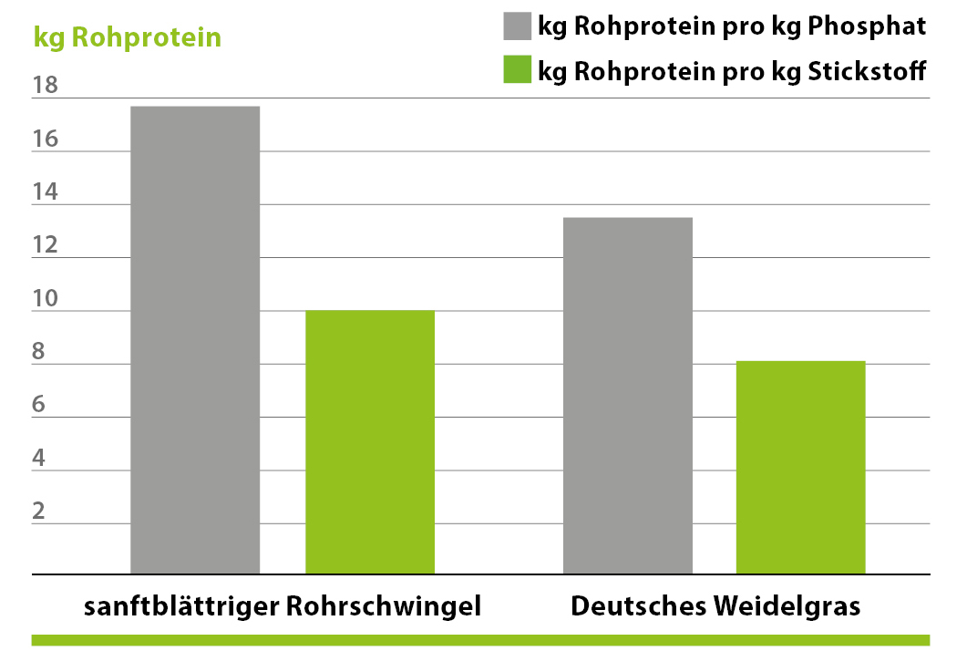 Sanftblättriger Rohrschwingel im Vergleich