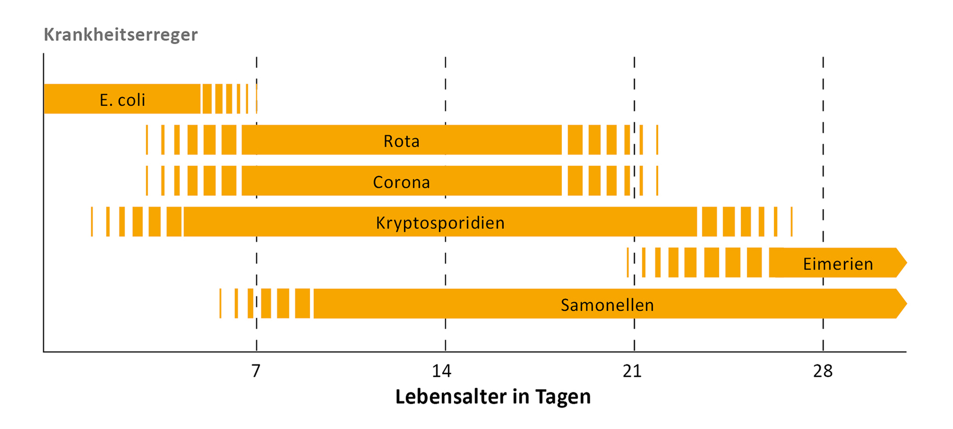 Zahlreiche Erreger bei Kälbern