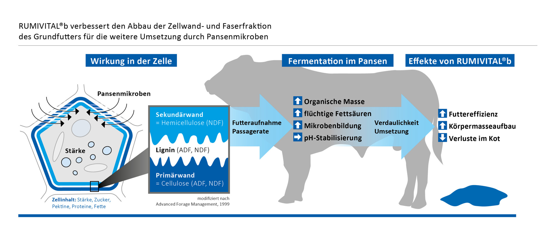Wirkung von RUMIVITAL®b