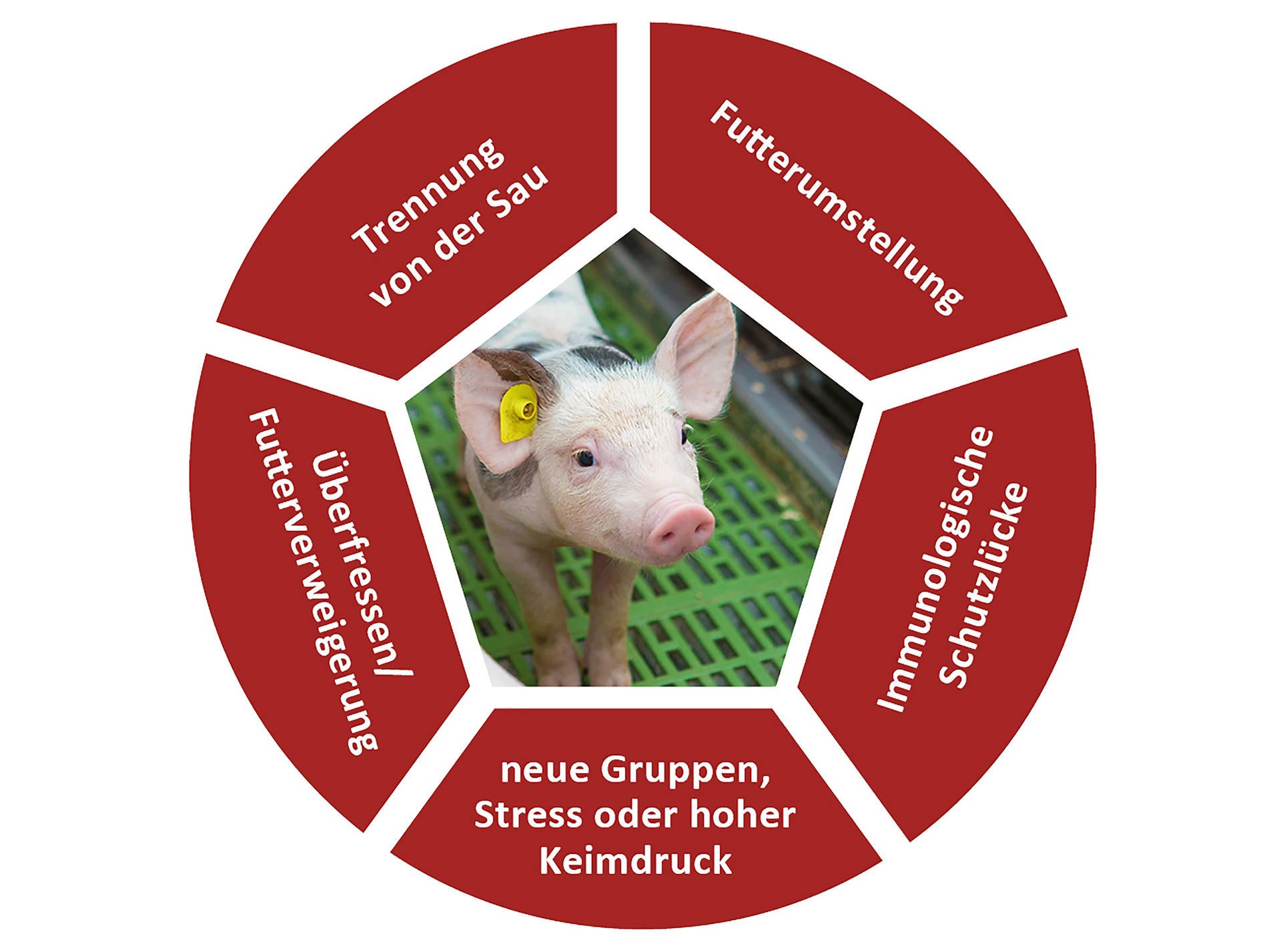 Darmgesundheit bei Absetzferkeln