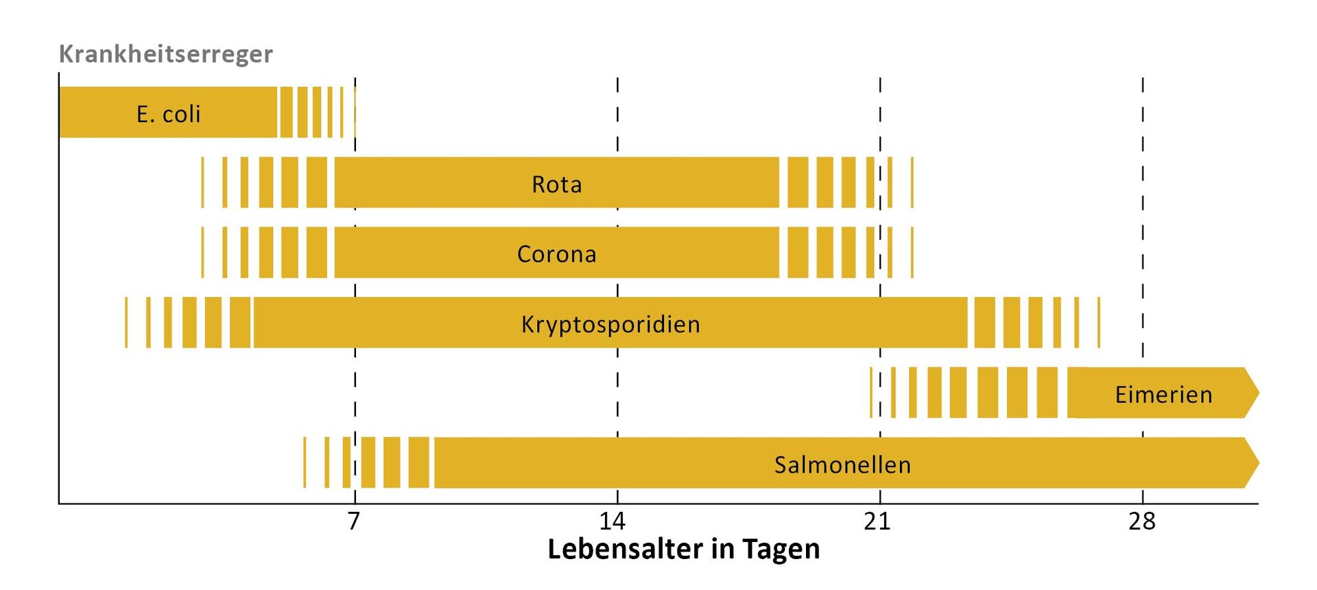 Erreger, die Kälber bedrohen