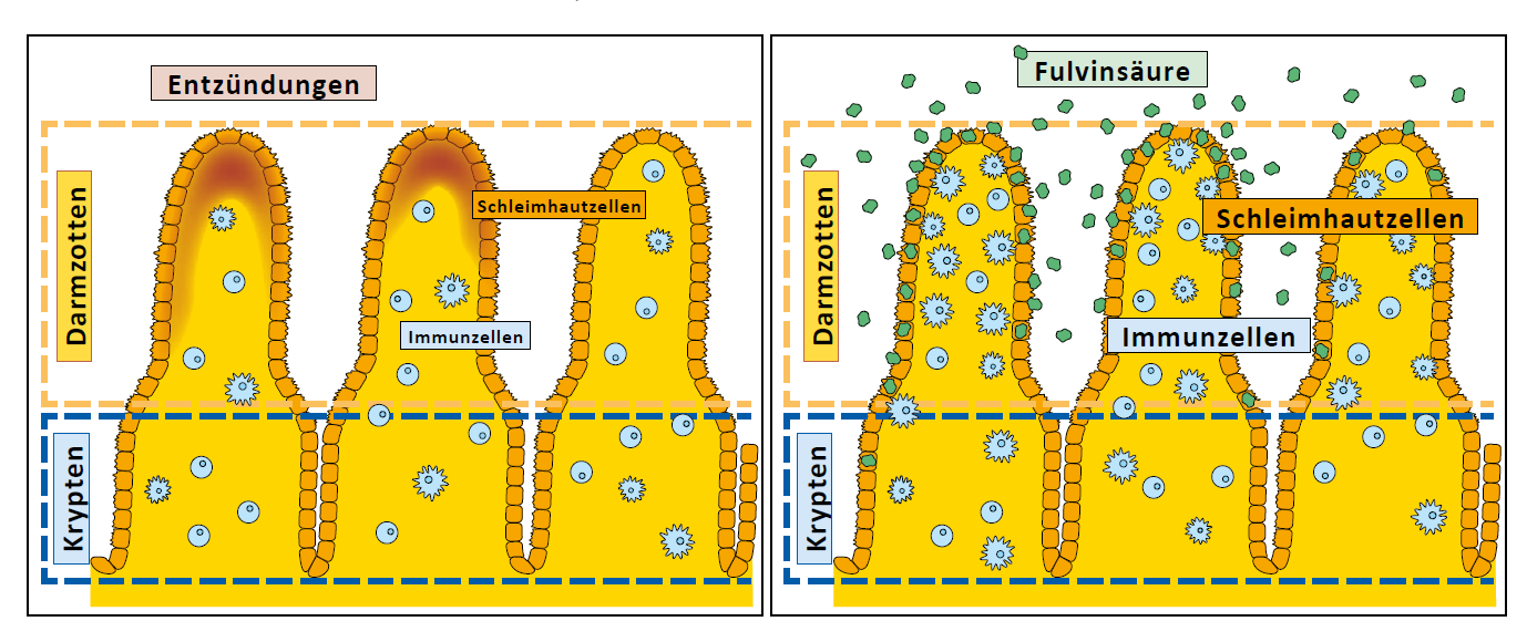 Huminsäuren unterstützen die Heilung der Darmschleimhaut, wirken entzündungs-hemmend und aktivieren das Immunsystem.