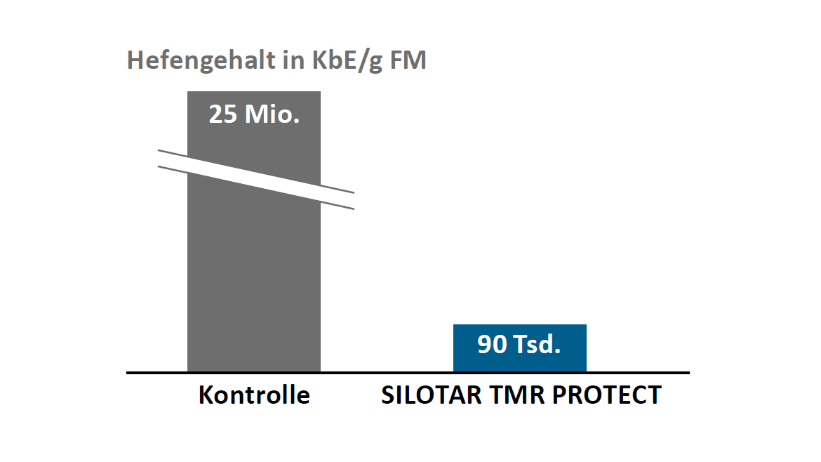 SILOSTAR TMR PROTECT senkt Hefenbefall im Futter der Kühe