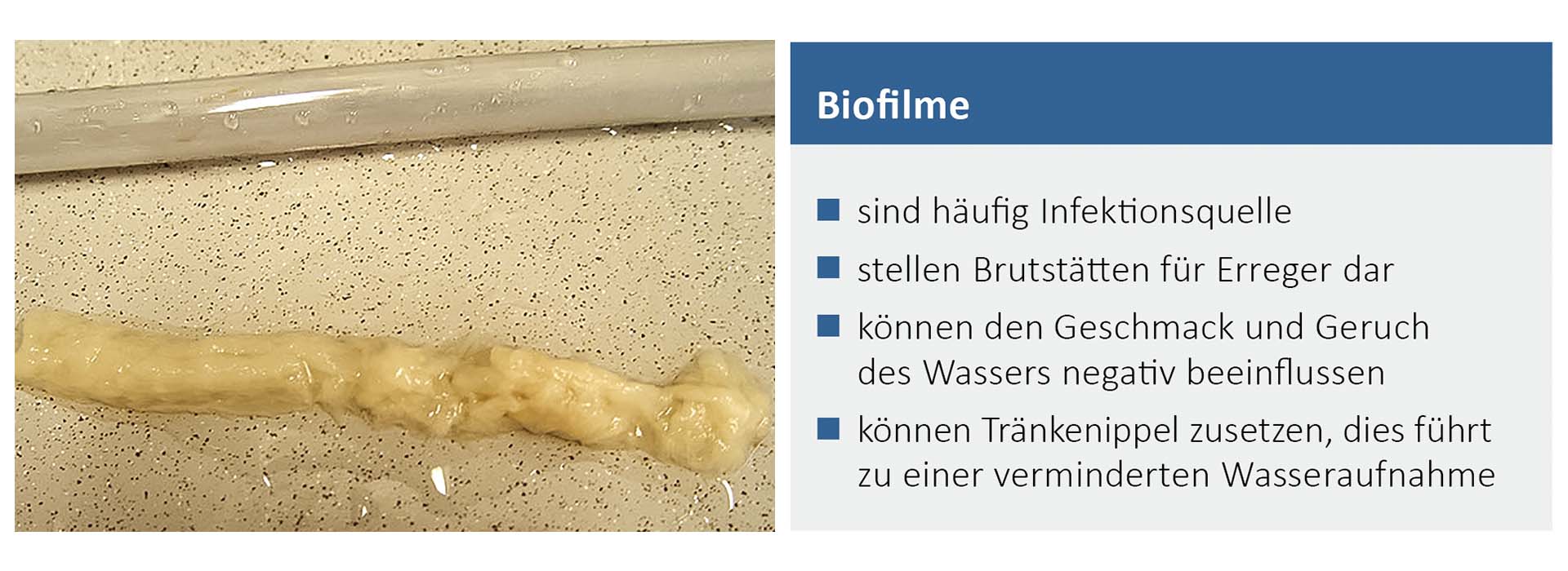 Biofilme