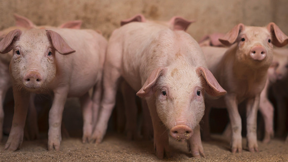 Ferkel in der Aufzuchtphase