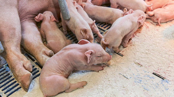 Hygienestreu für Ferkel