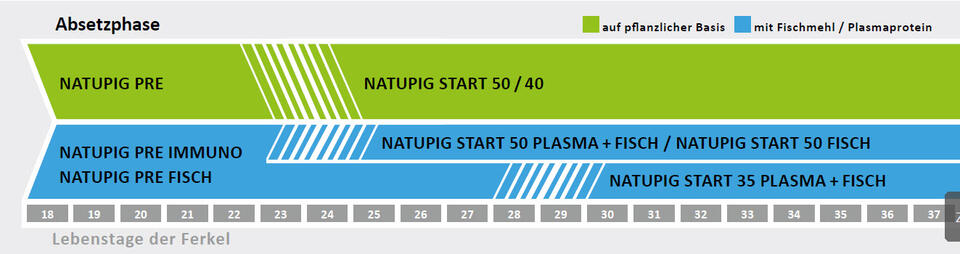 Ferkelschema Absetzphase