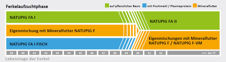 Ferkelschema Aufzucht