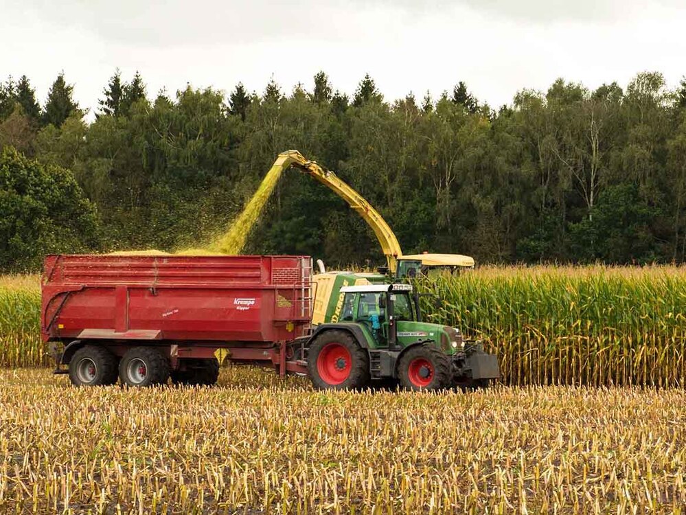 Überladewagen bei der Maisernte