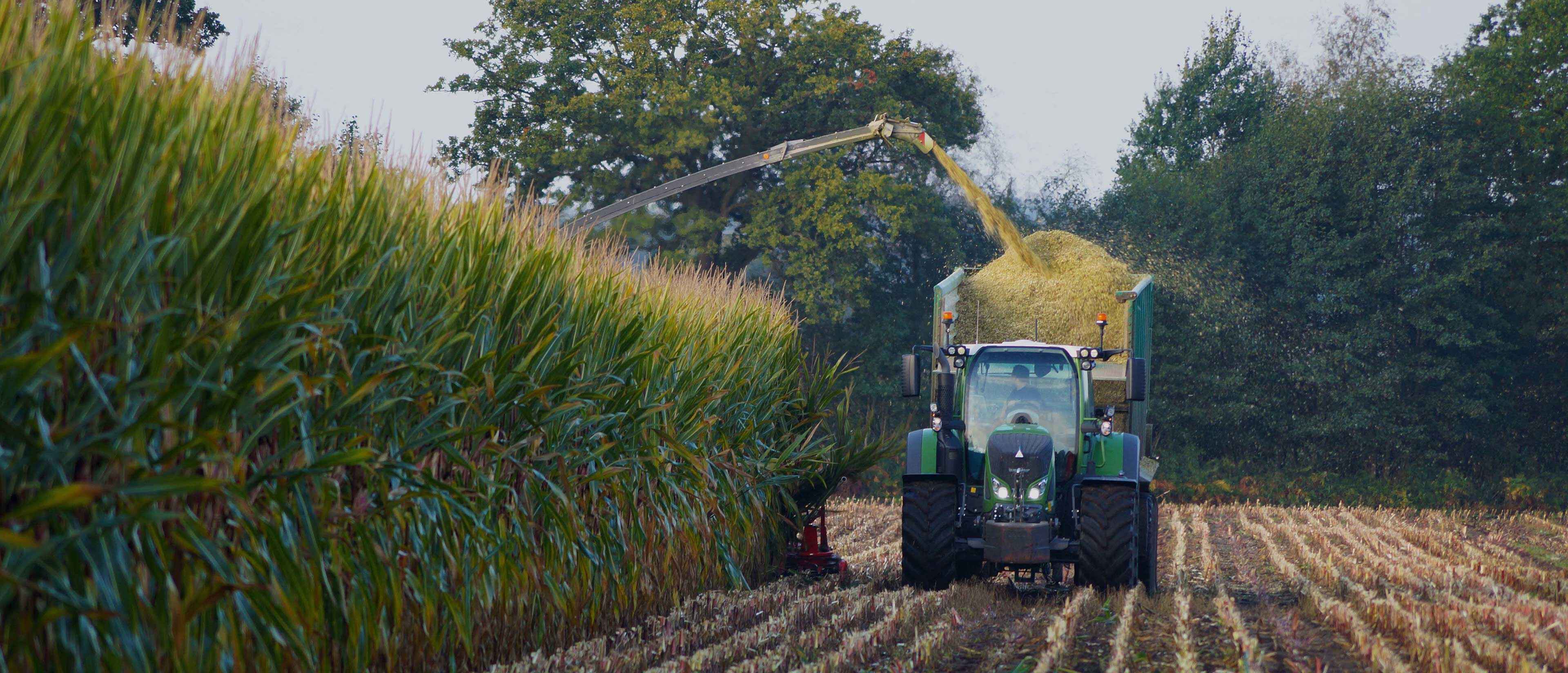 Ernte von Maissilage